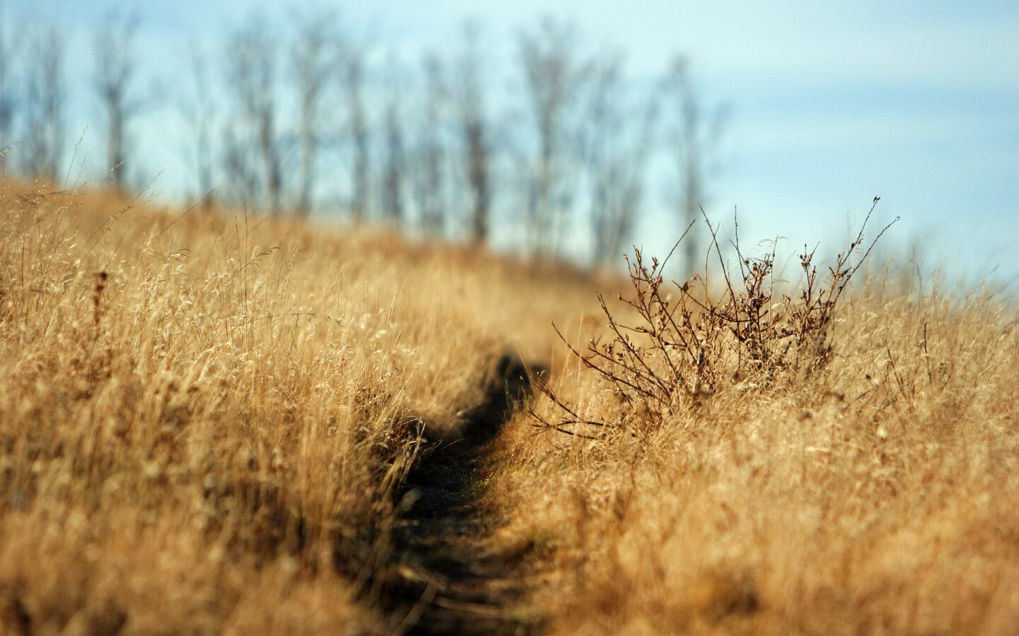 Тропинка в поле обои