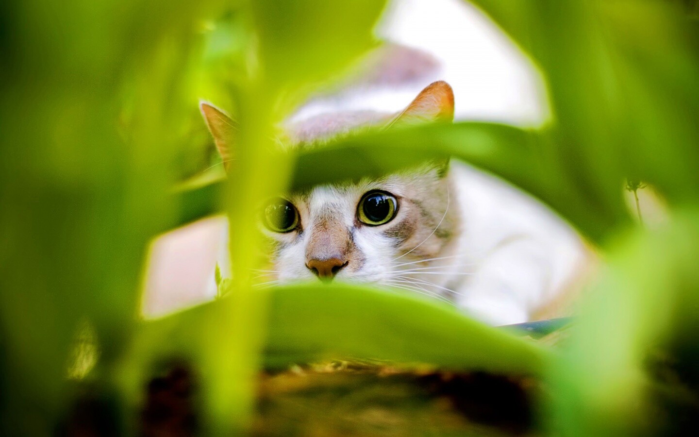 Кот в засаде обои