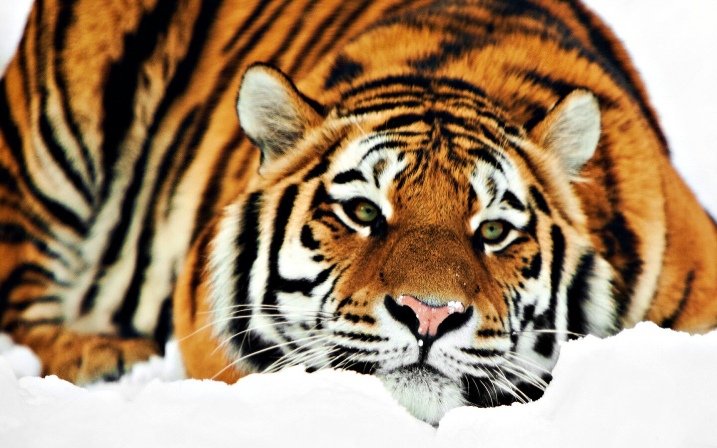 Тигр в снегу обои