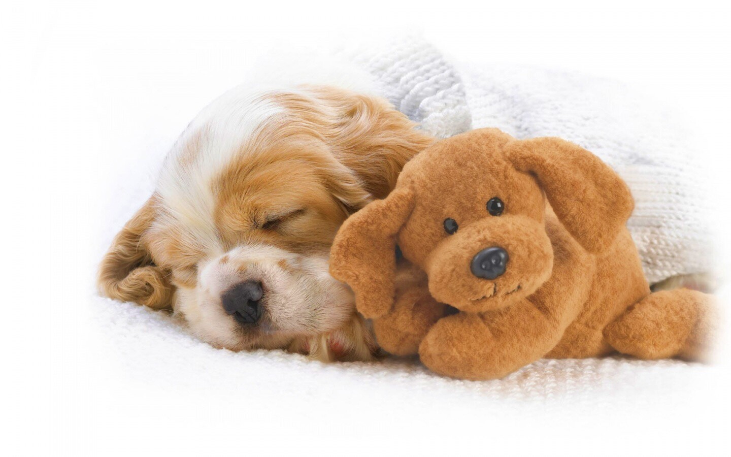 Собака спит с игрушкой обои