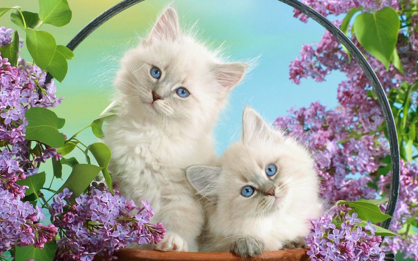 Милые котятки обои