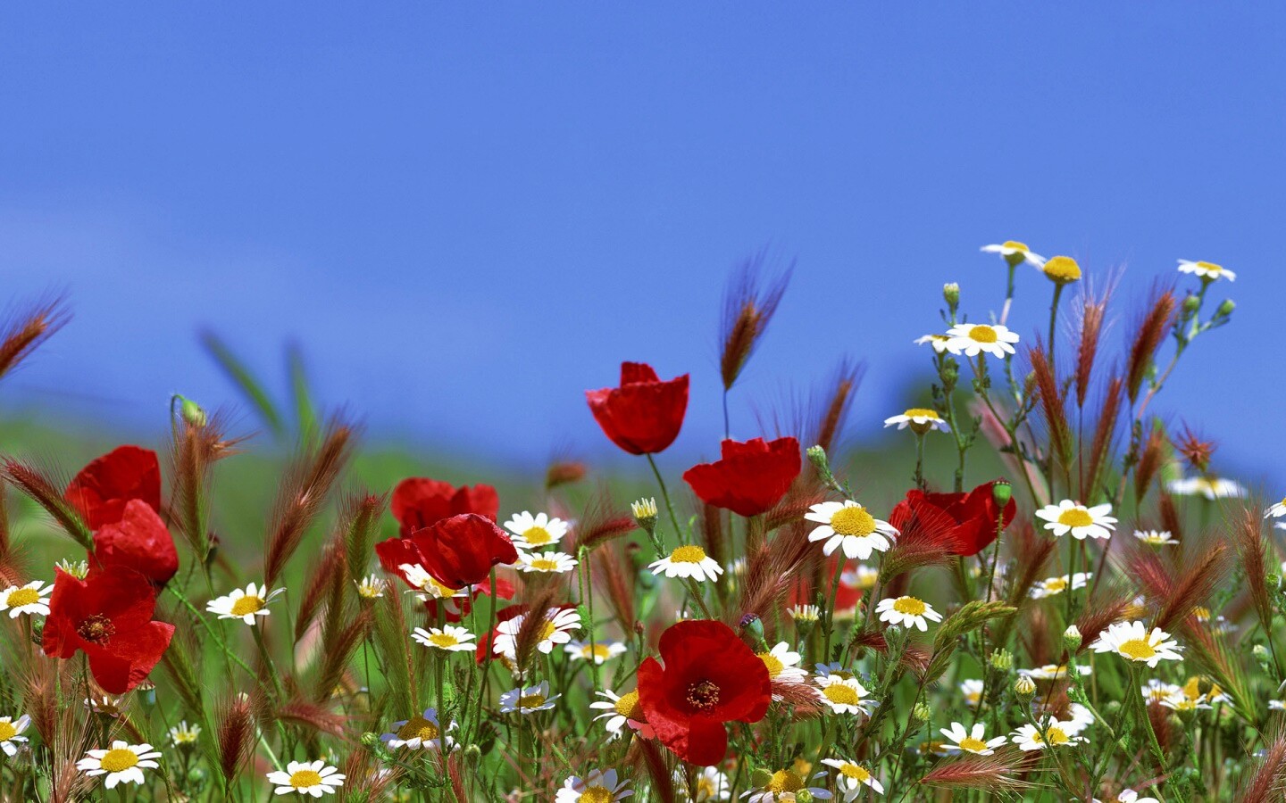Цветы в поле обои