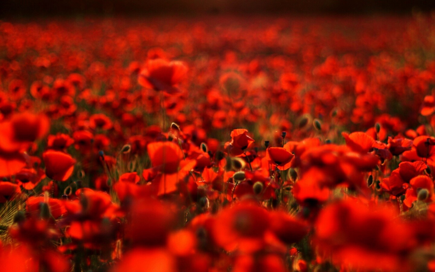 Маки в полях обои