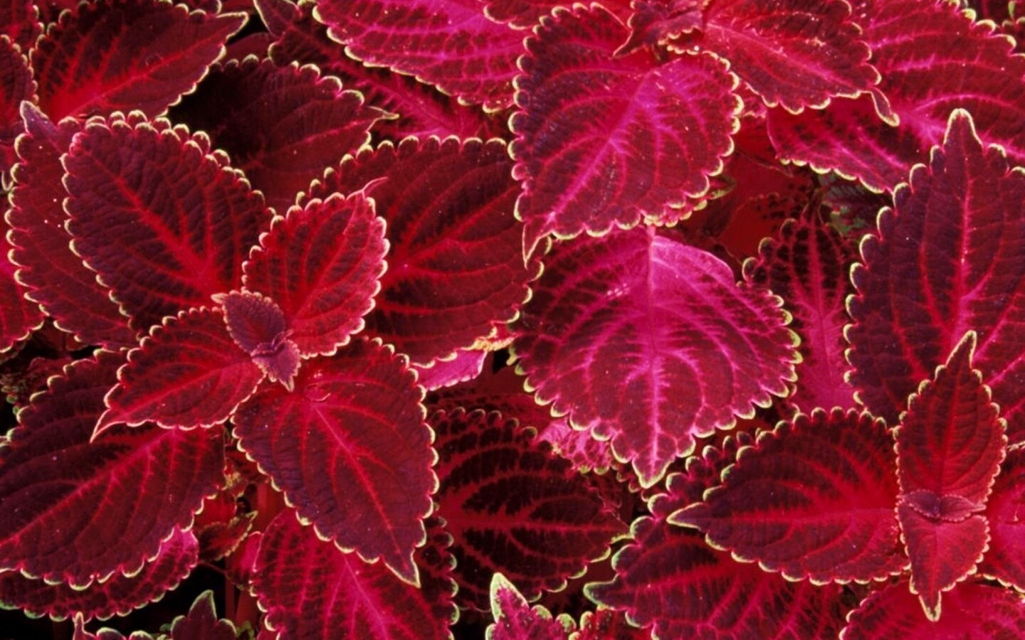 Красные листья обои