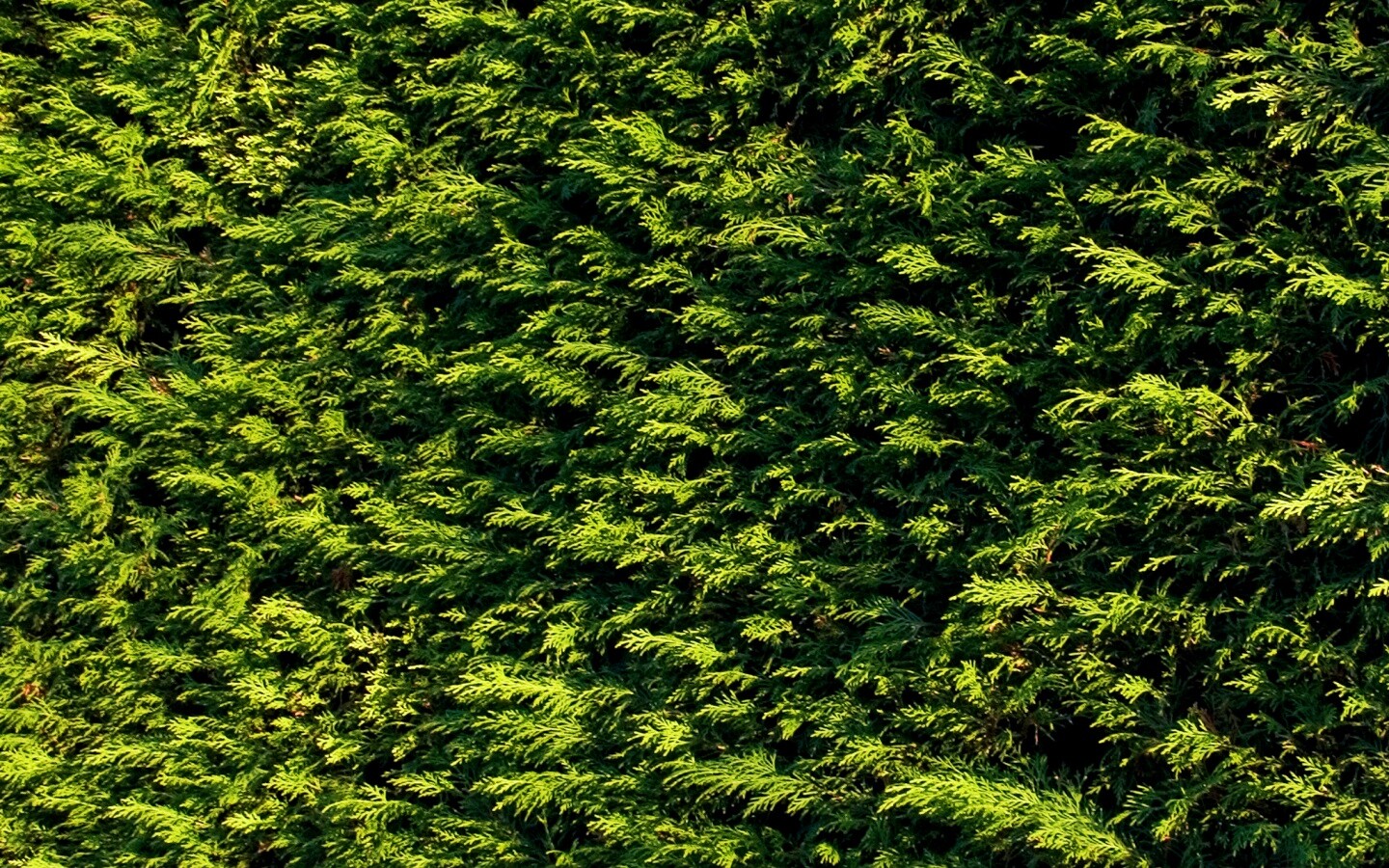 Густые хвойные заросли обои