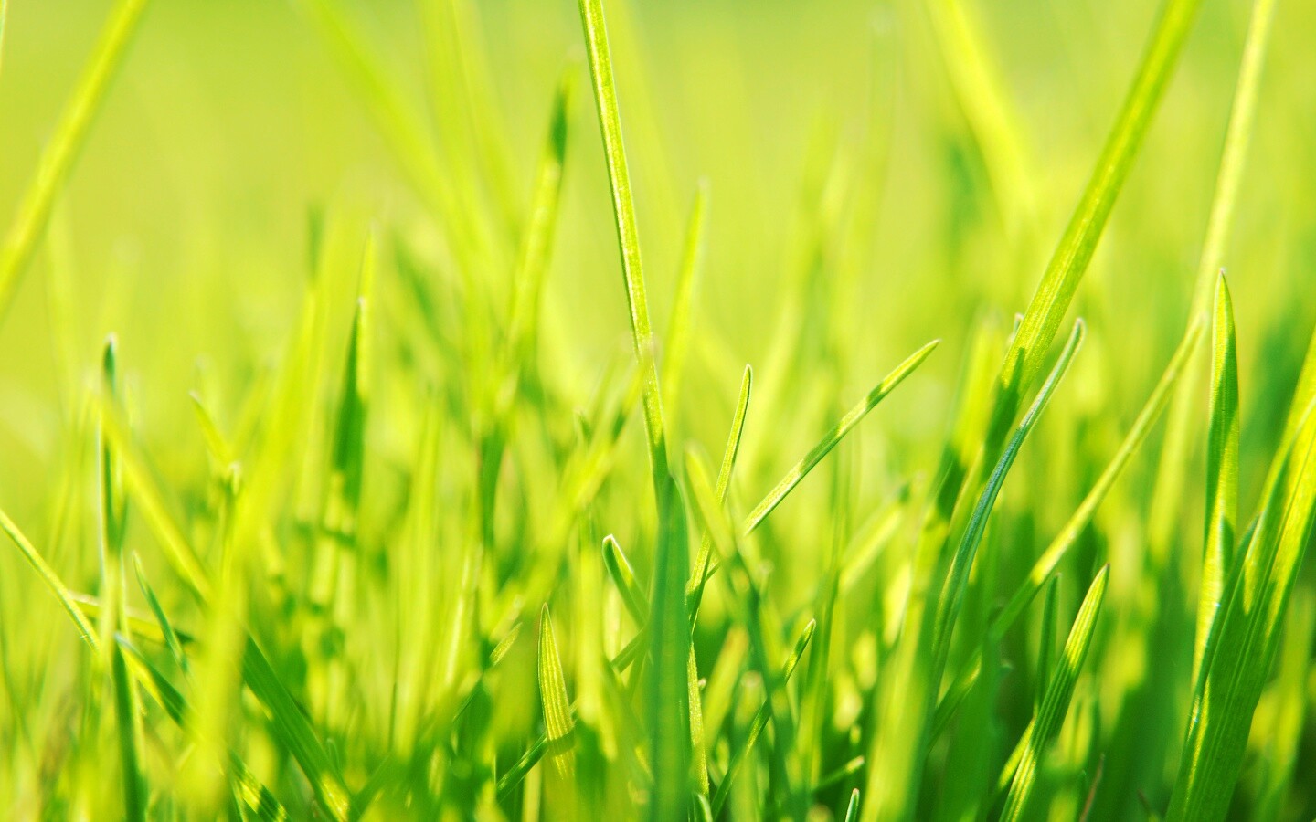 Ярко зеленая трава обои