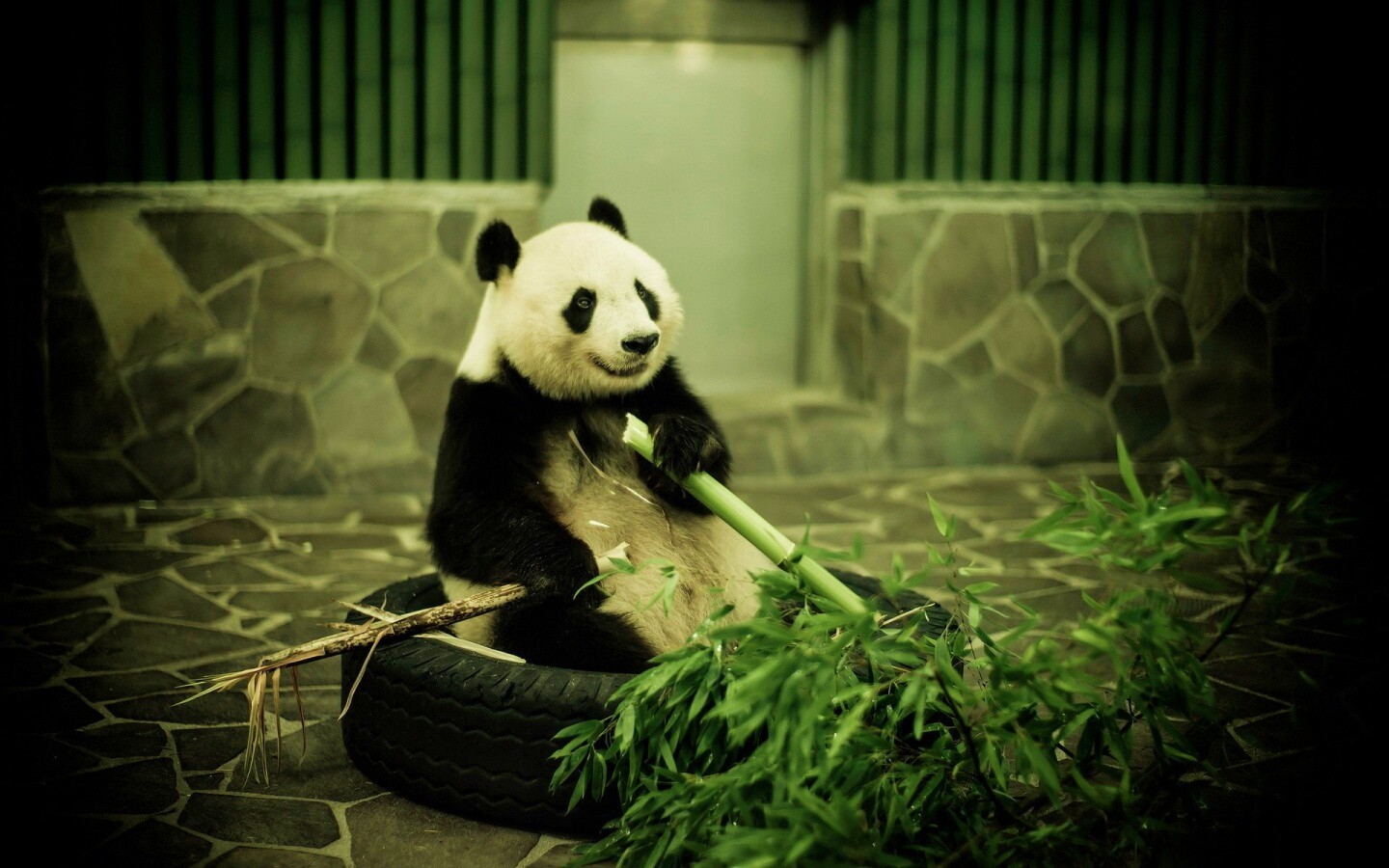Панда точит бамбук обои