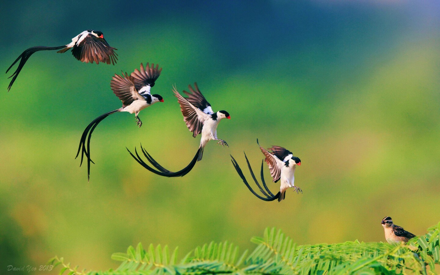 Приземляющаяся птичка обои