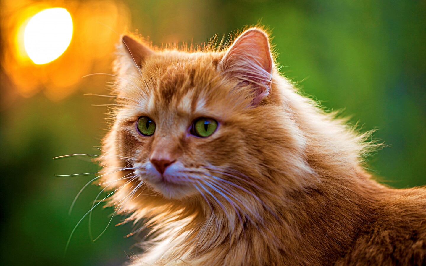 Рыжий кот в лучах солнца обои