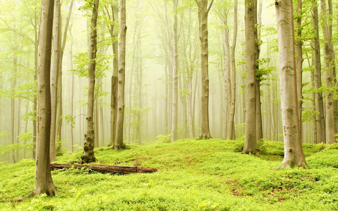 Опушка осинового леса обои