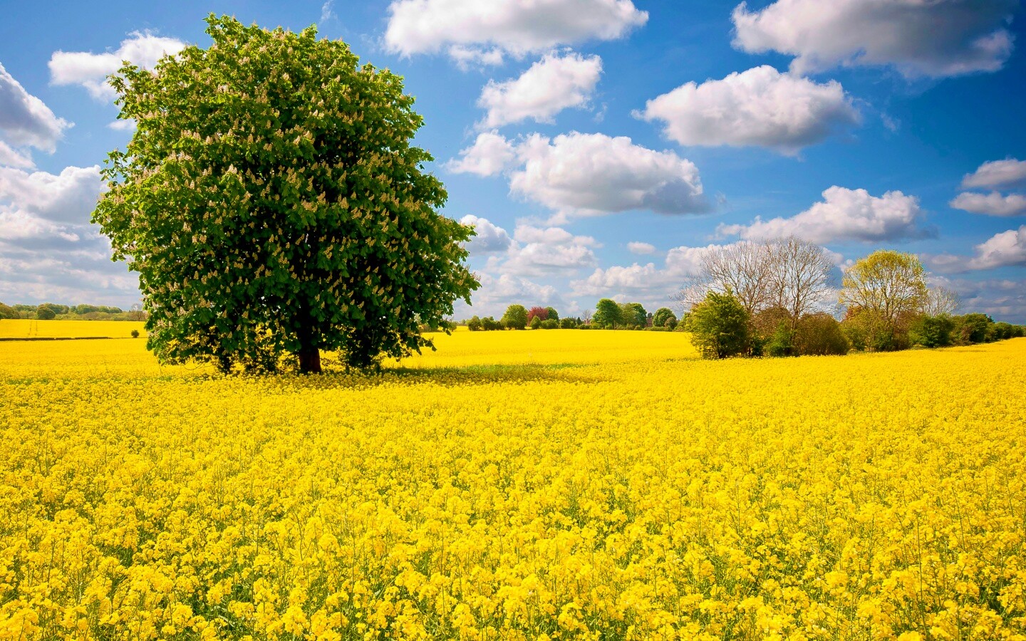 Каштан на цветочном поле обои