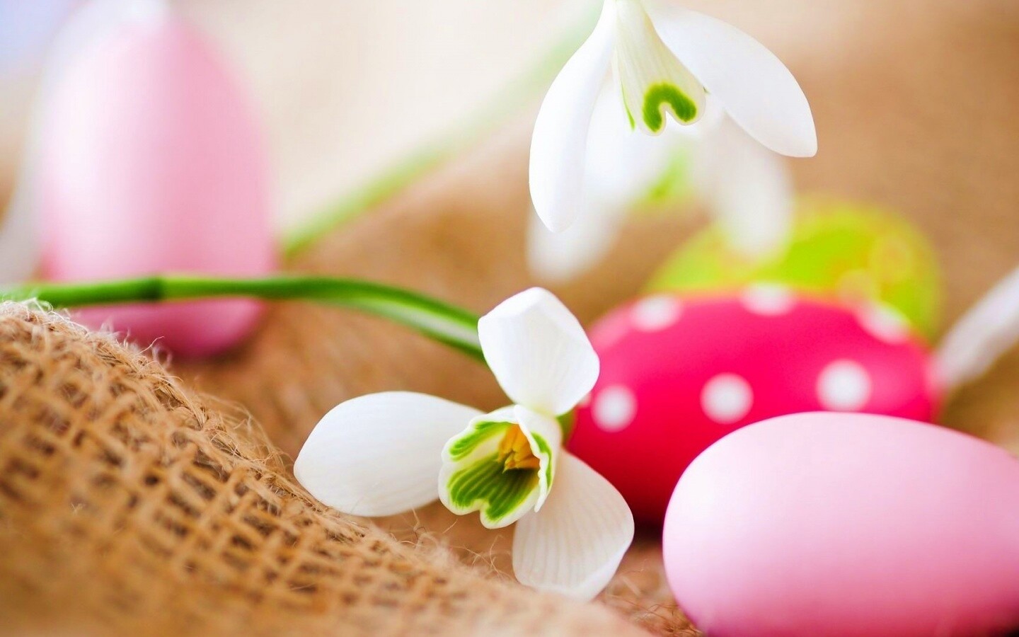 Белый цветок и яйца обои