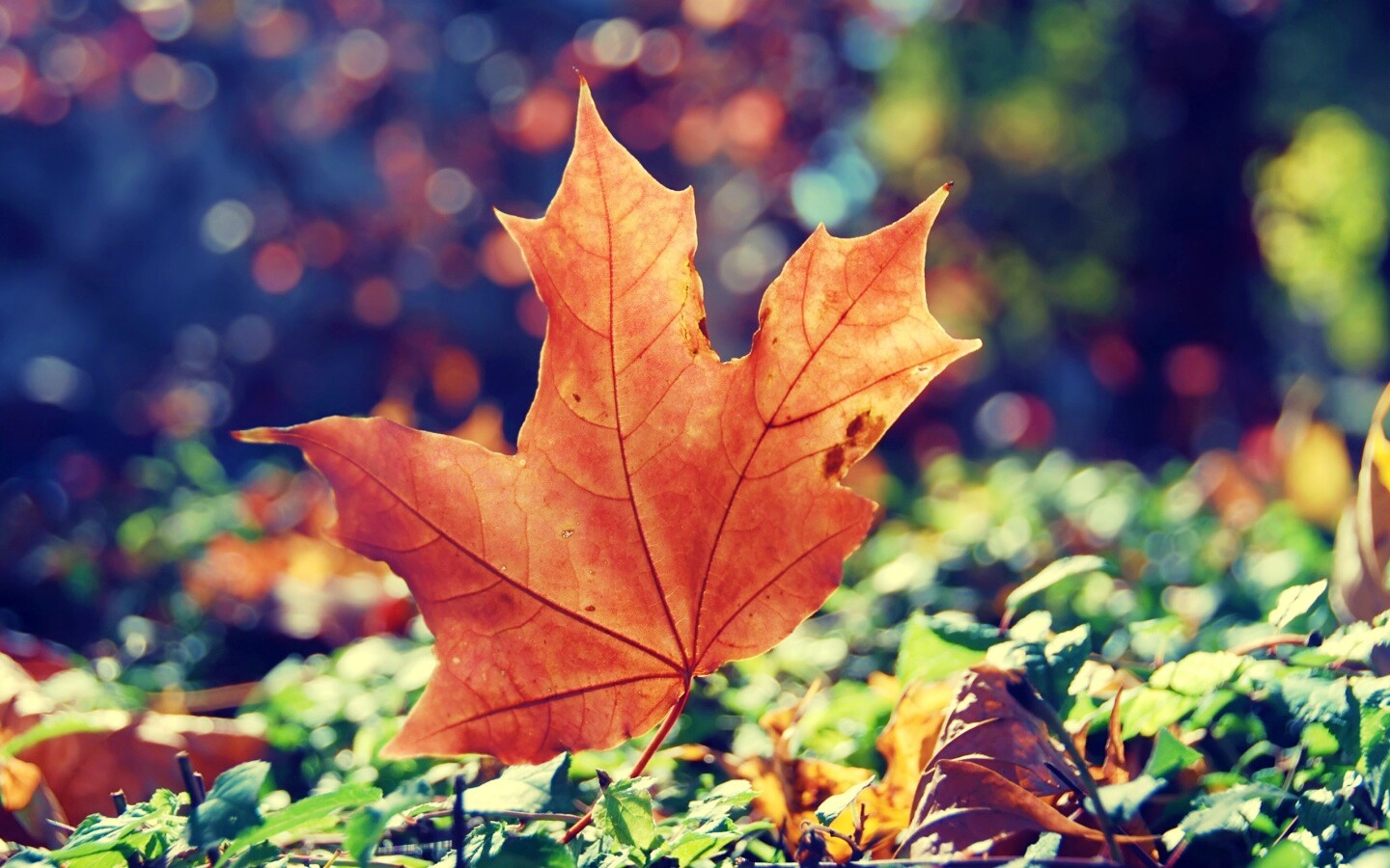 Желтый кленовый лист обои