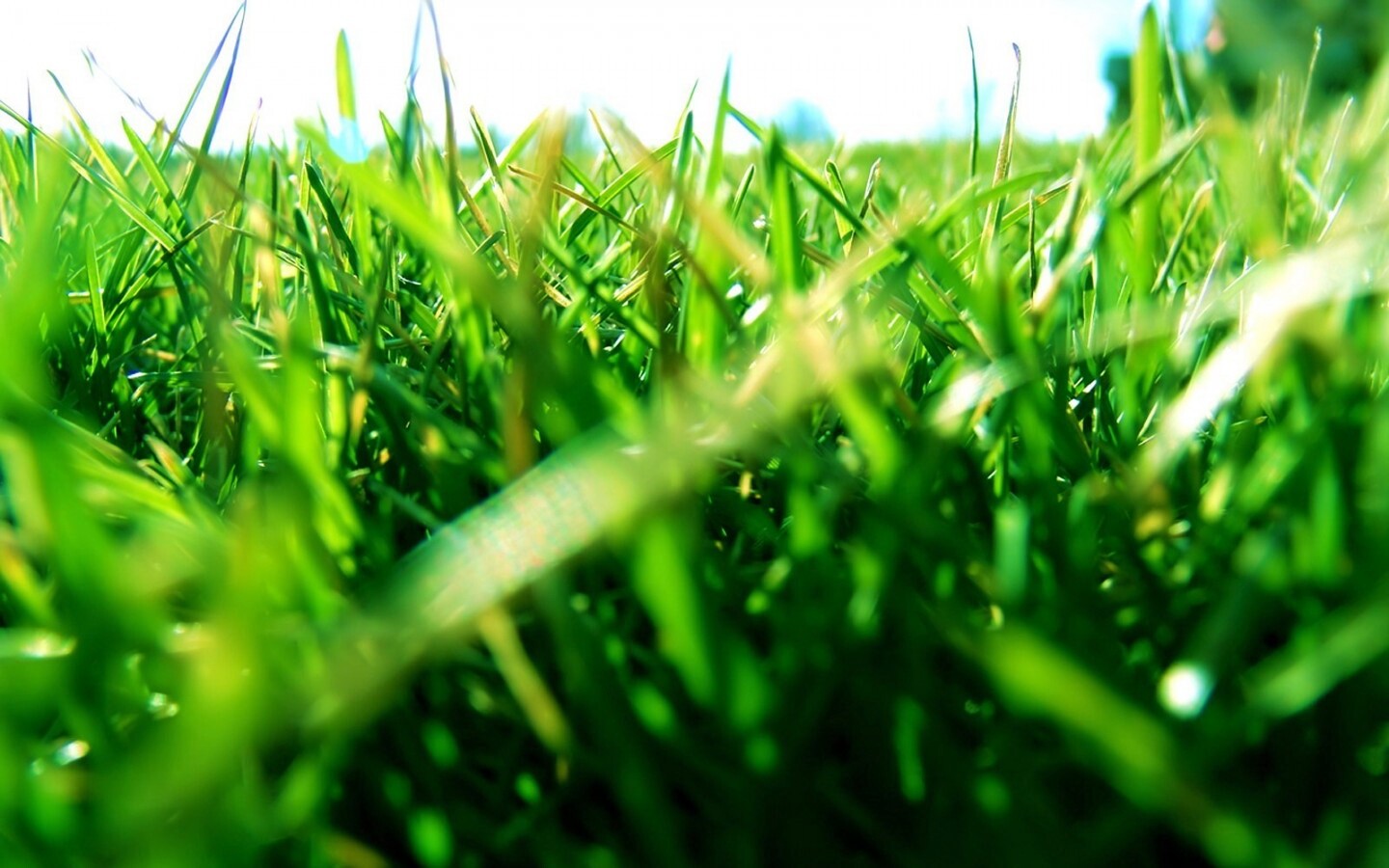 Трава обои