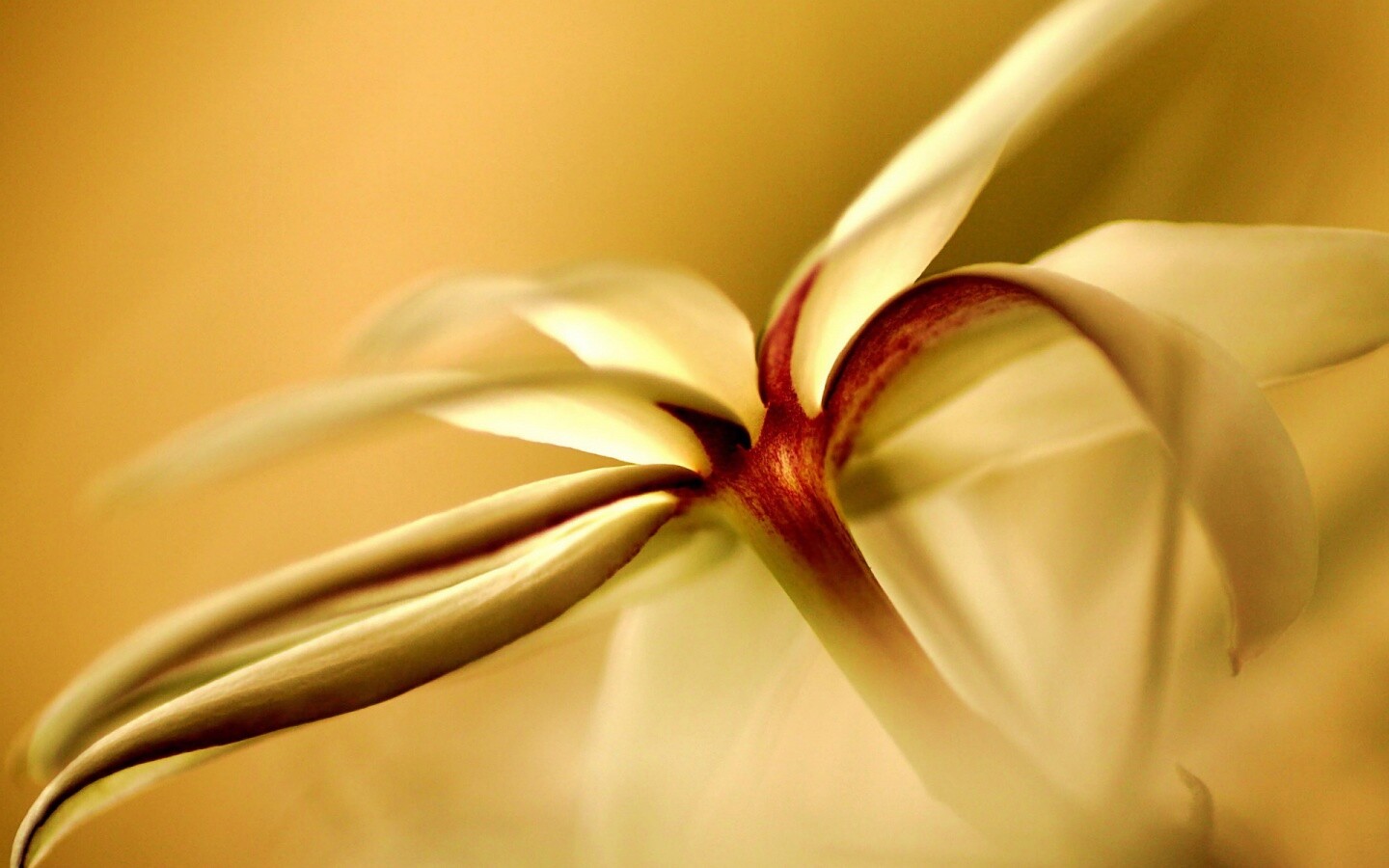 Цветок обои