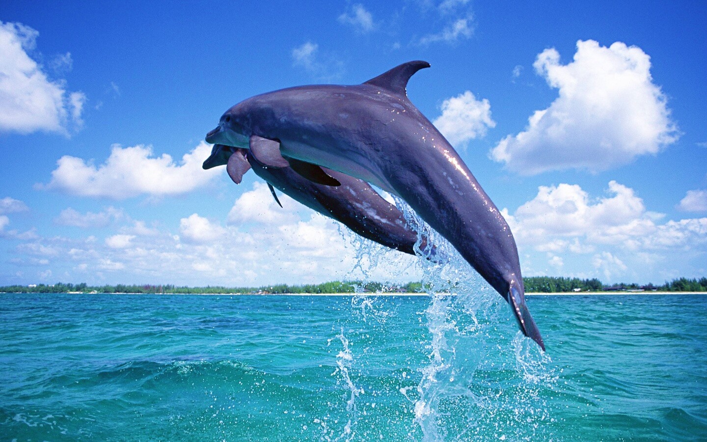 Дельфины обои
