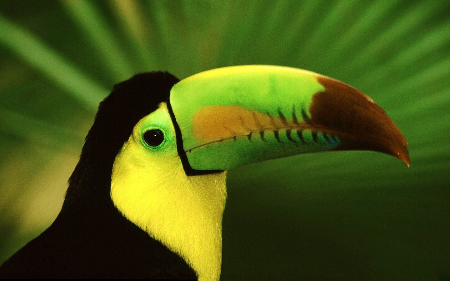 Грустный желтогрудый тукан обои
