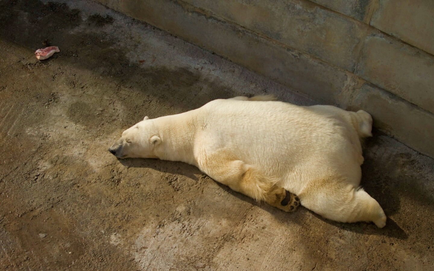 Мы можем их спасти обои