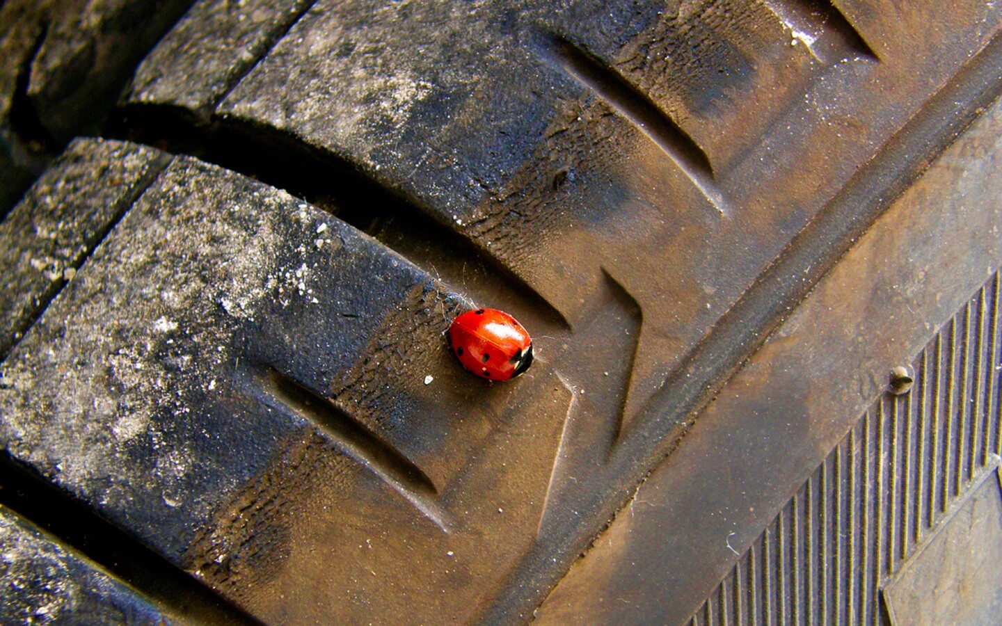 Божья коровка на автомобильной покрышке обои