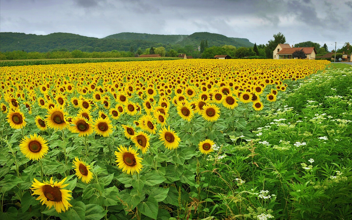 Живописное поле подсолнухов обои