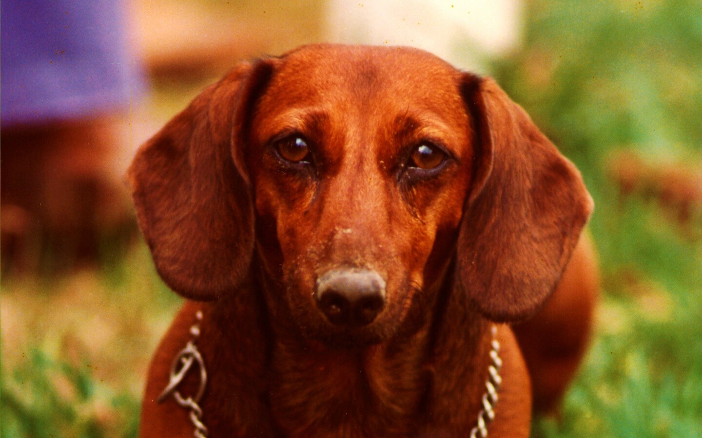 Рыжая такса обои