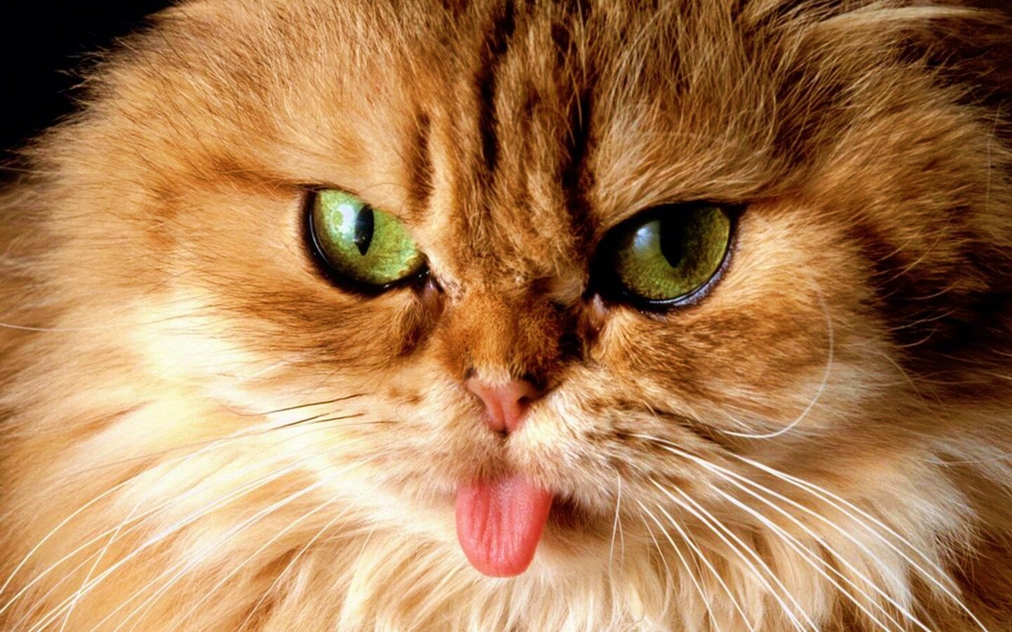 Рыжий задира обои