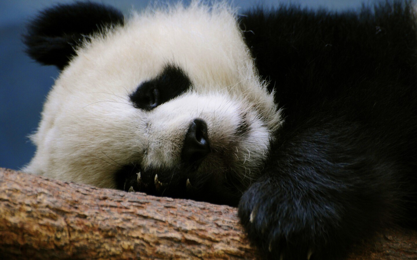 Панда на ветви обои