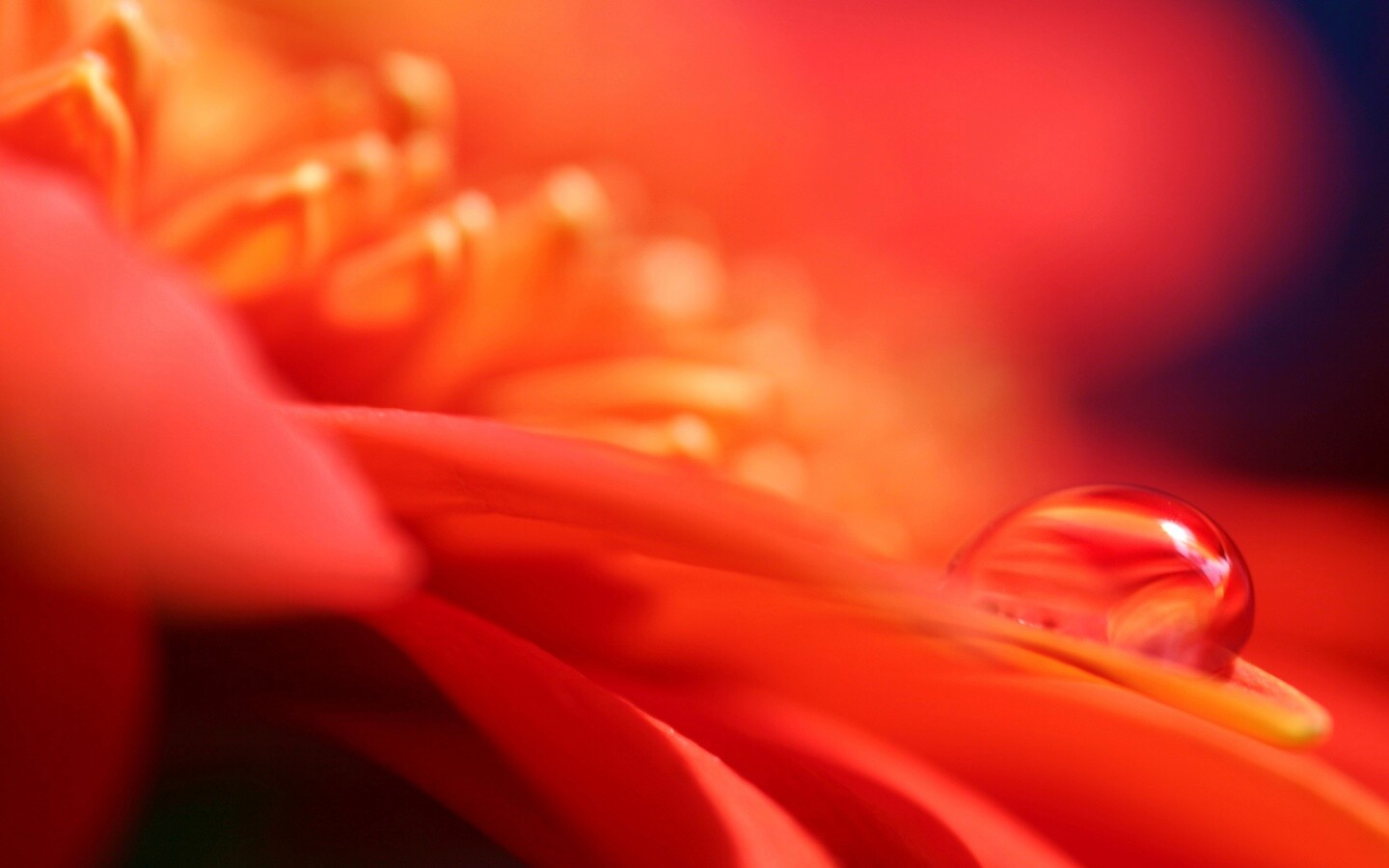 Пламенный цветок обои