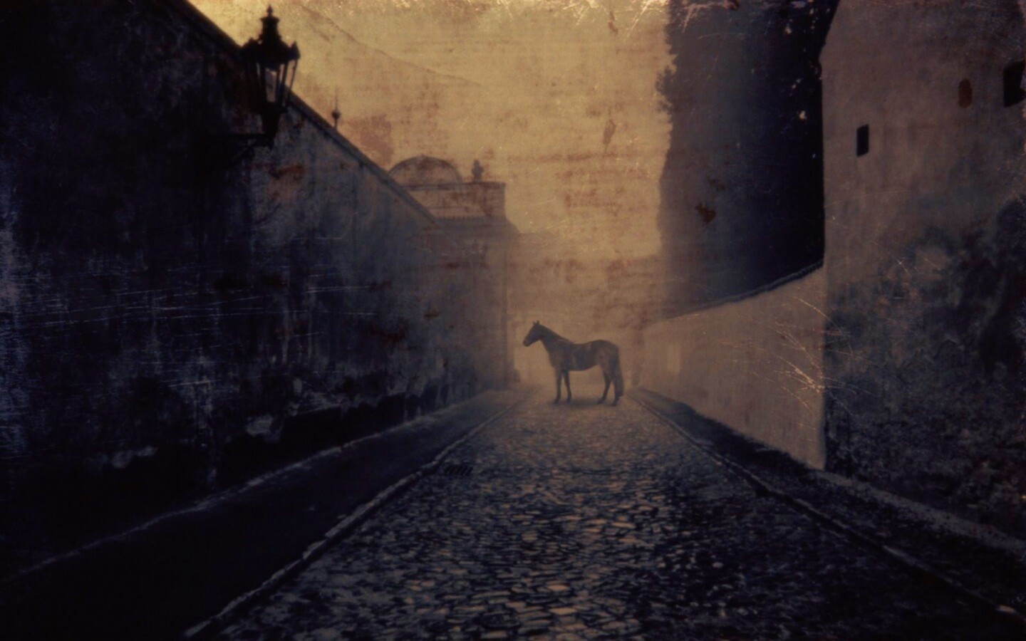 Лошадь в тумане обои