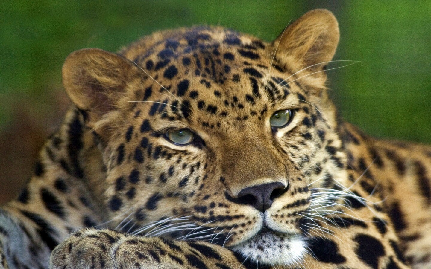 Злопасный ягуляр обои