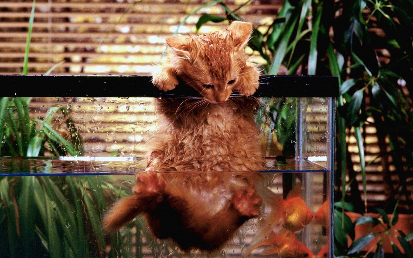 Мокрая киска обои