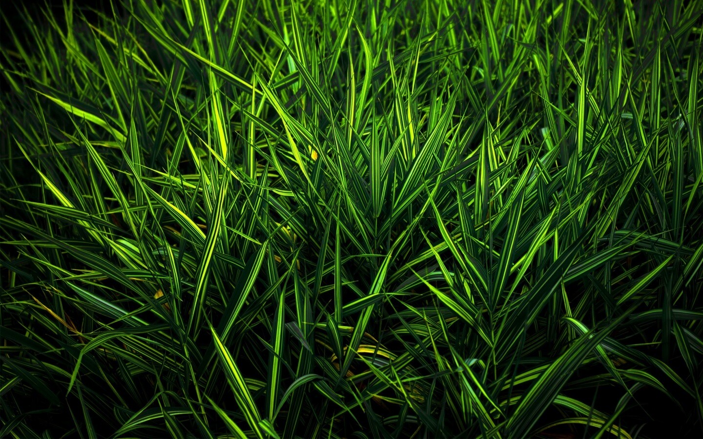 Дикая трава обои