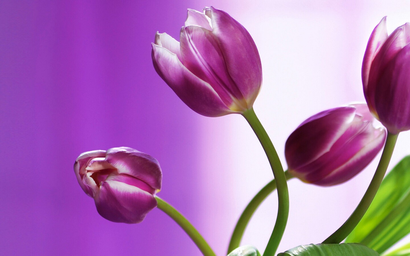 Сиреневые цветы обои