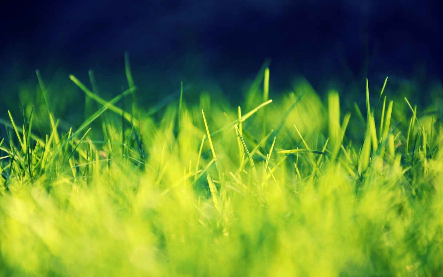 Играя солнечным светом обои