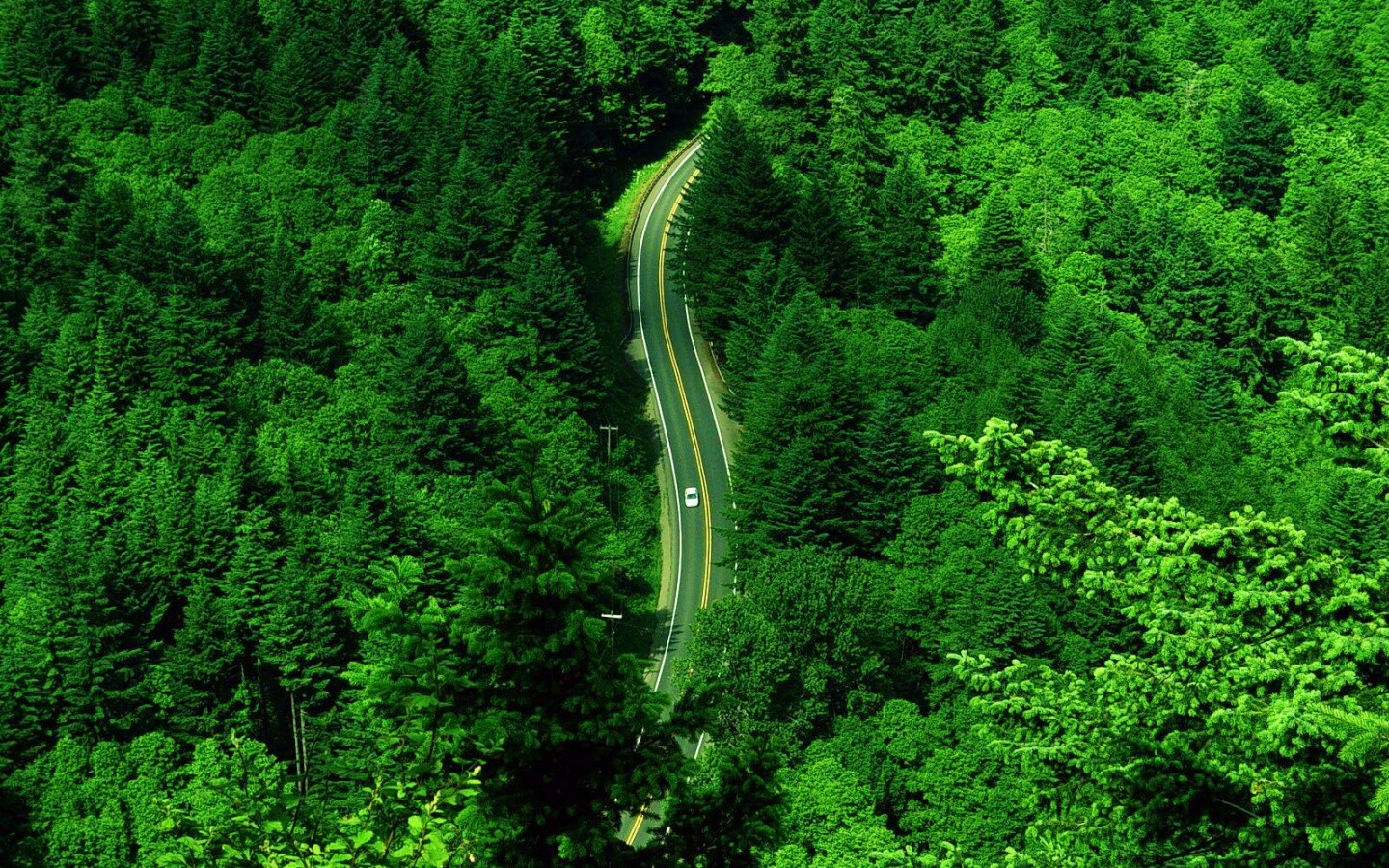 Лесная трасса обои