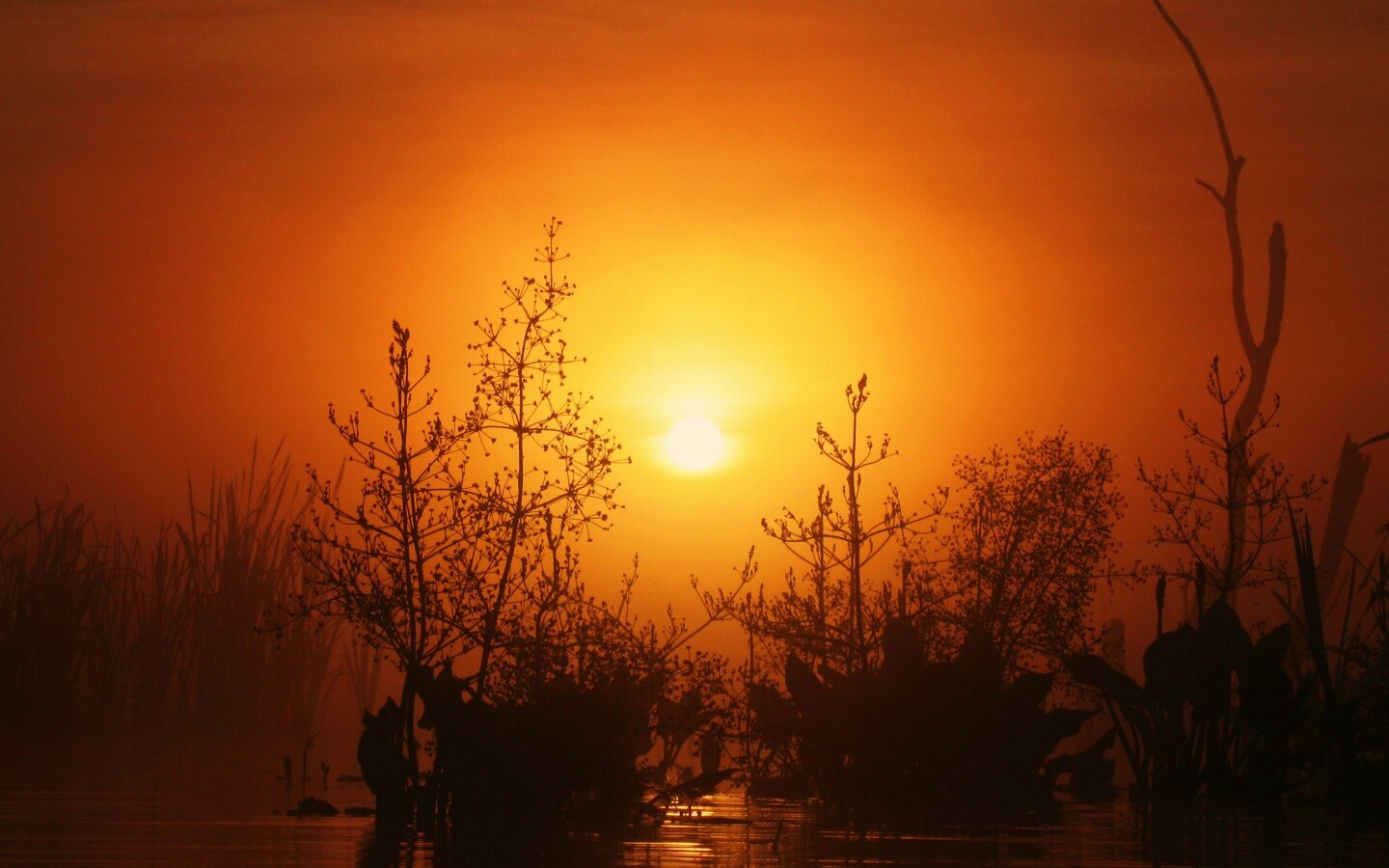 Доисторическое утро обои