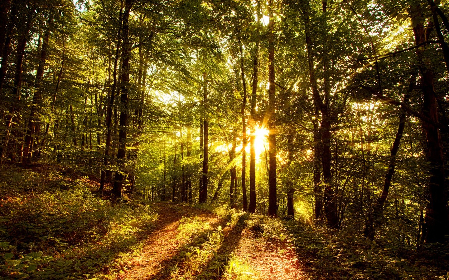 Свет сквозь деревья обои