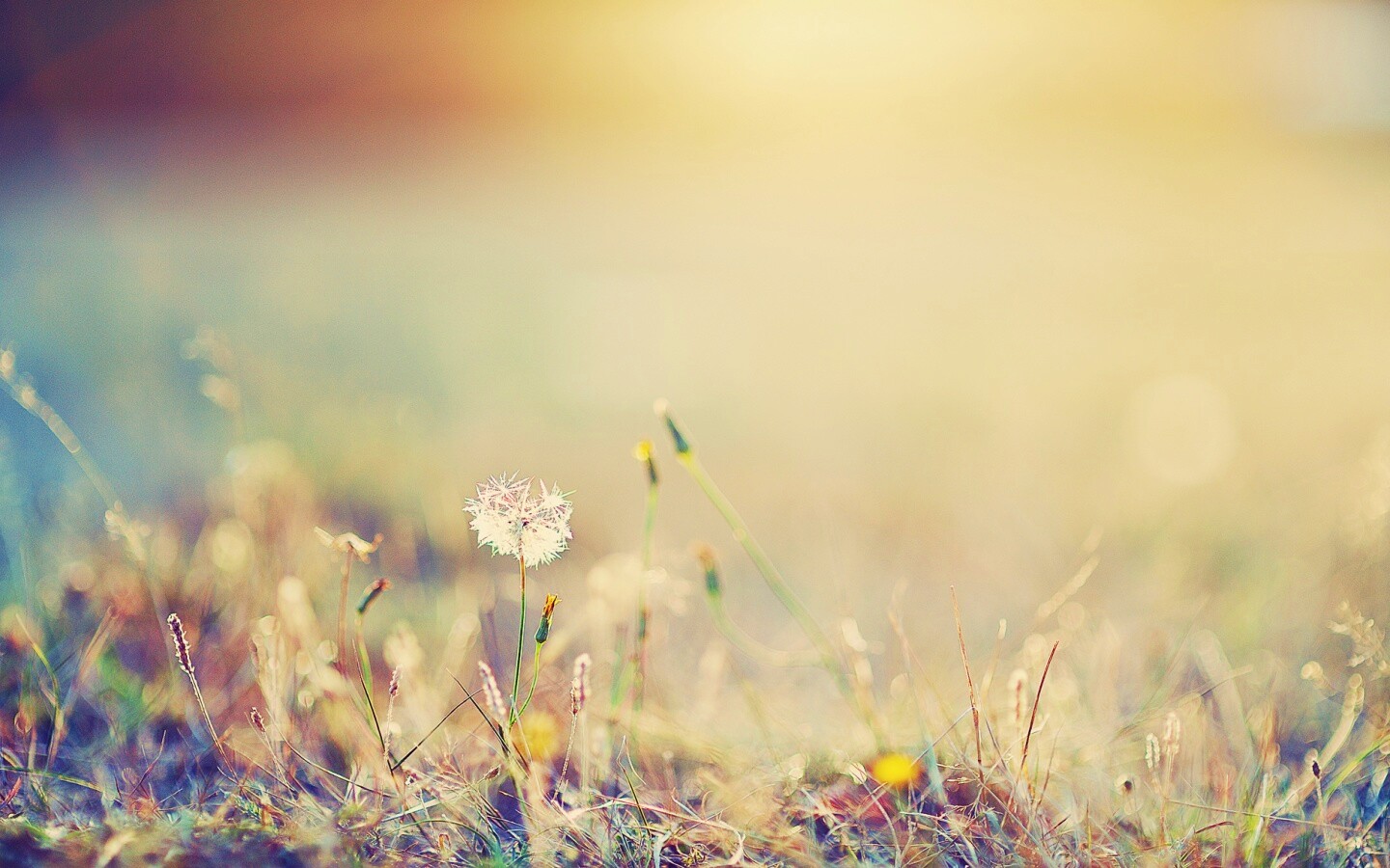 Летняя трава обои