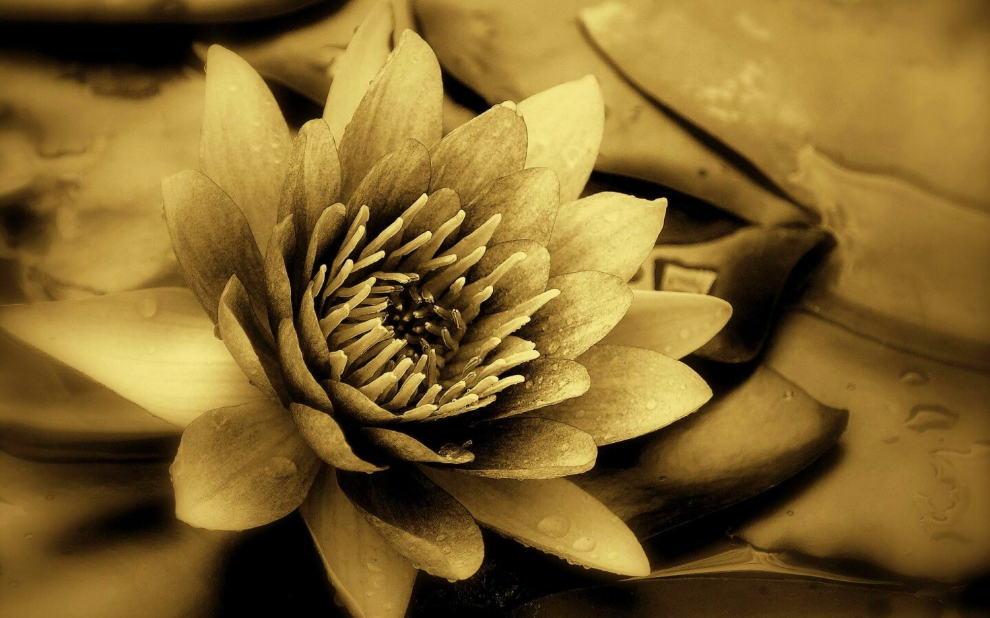 Кувшинка обои