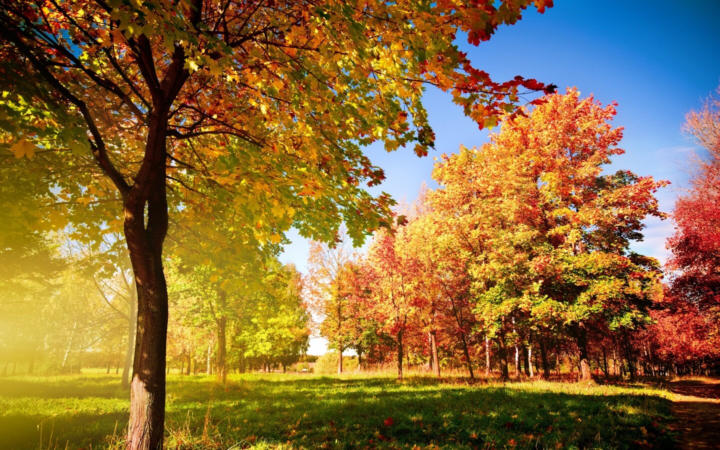 Осень в лесу обои