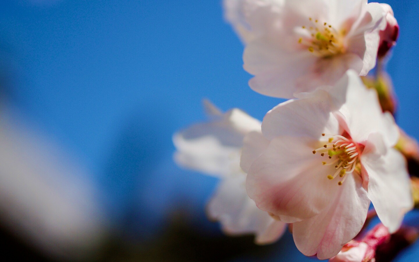 Нежные белые цветы обои