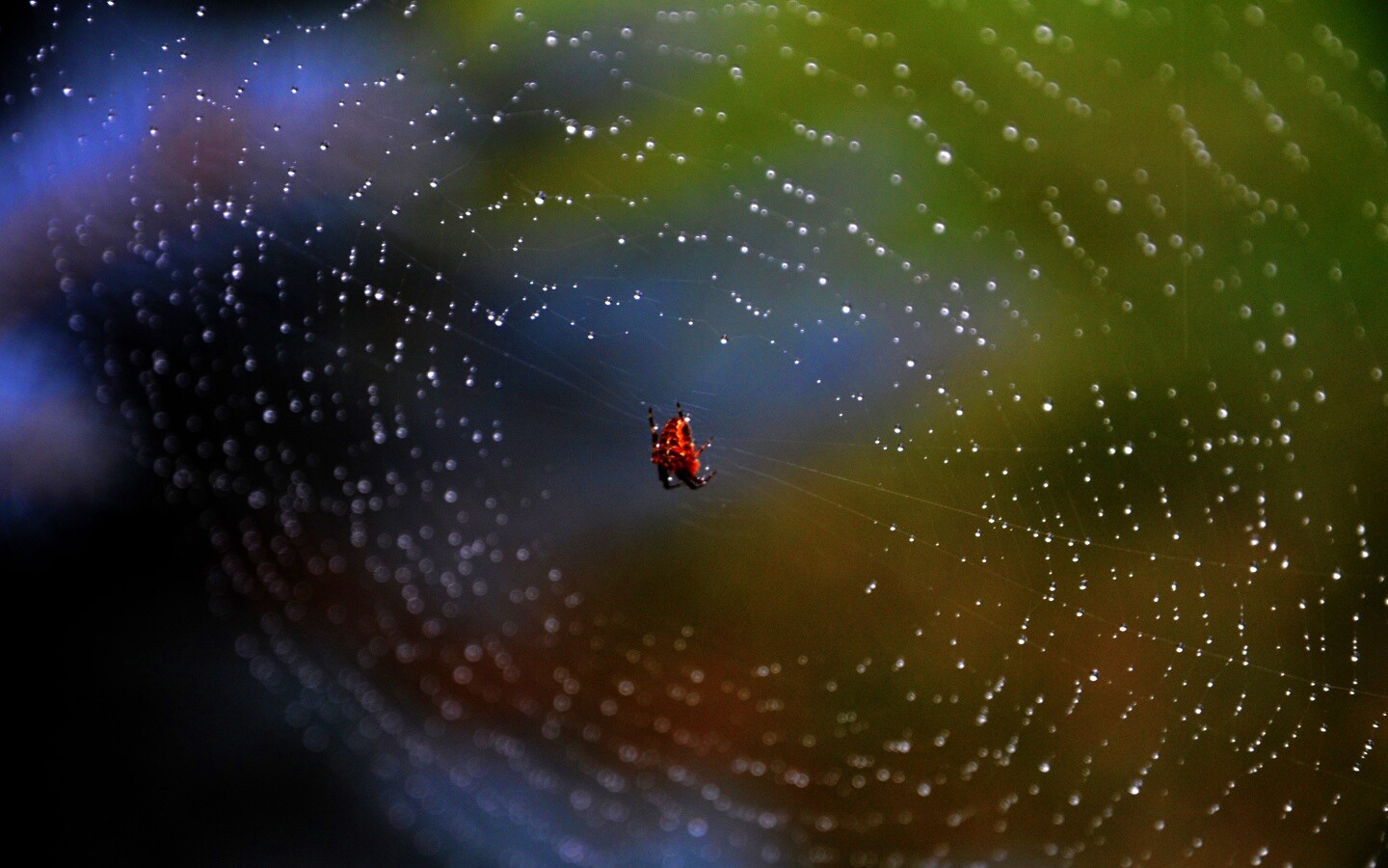 Паук на паутине обои