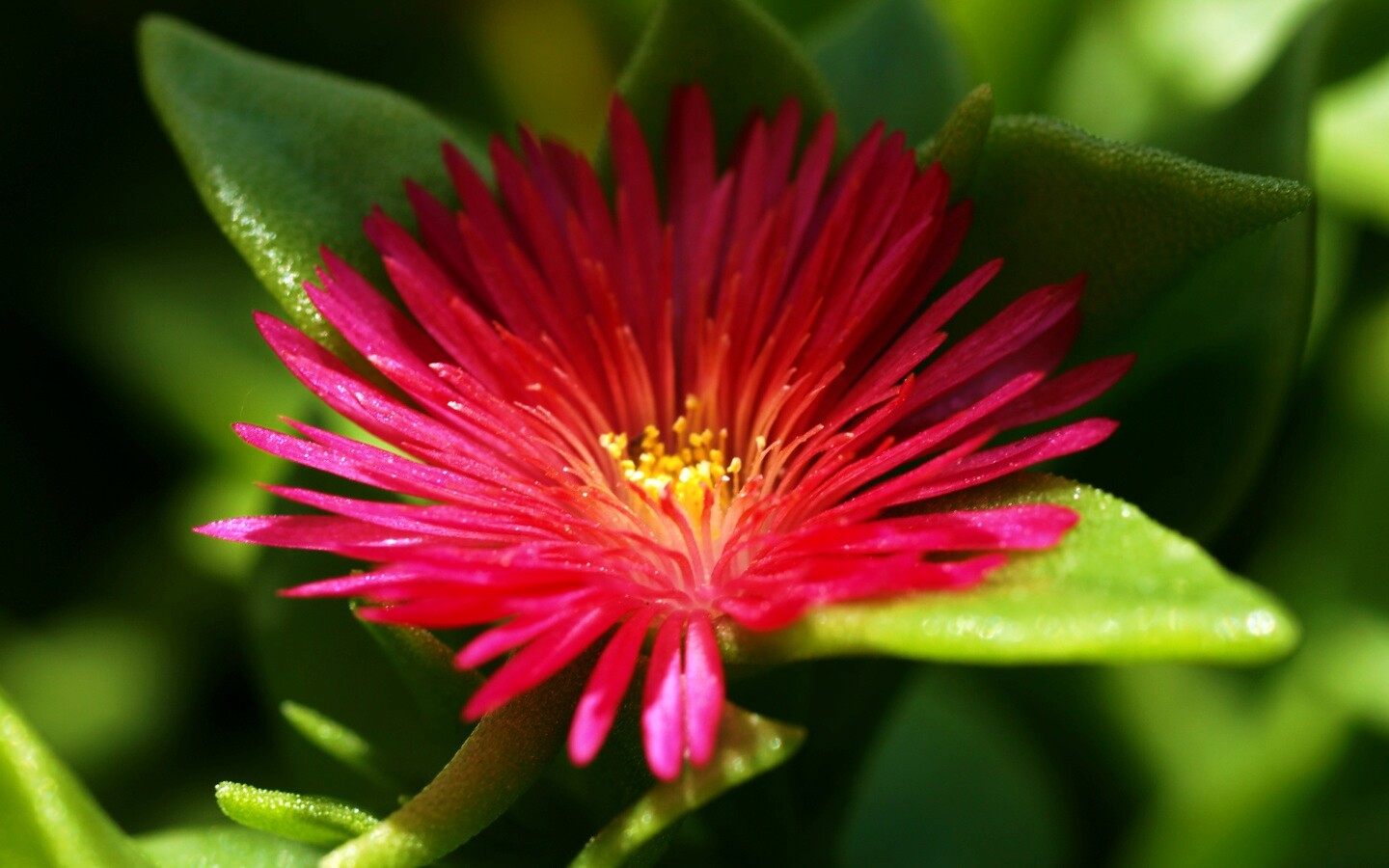 Чудесный цветок обои