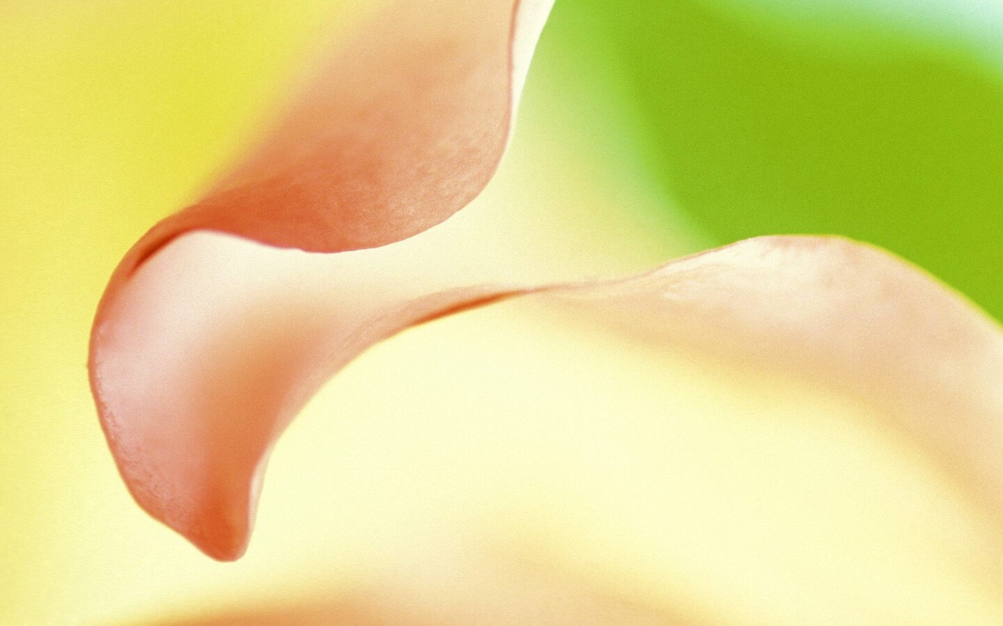 Оттенки природы обои