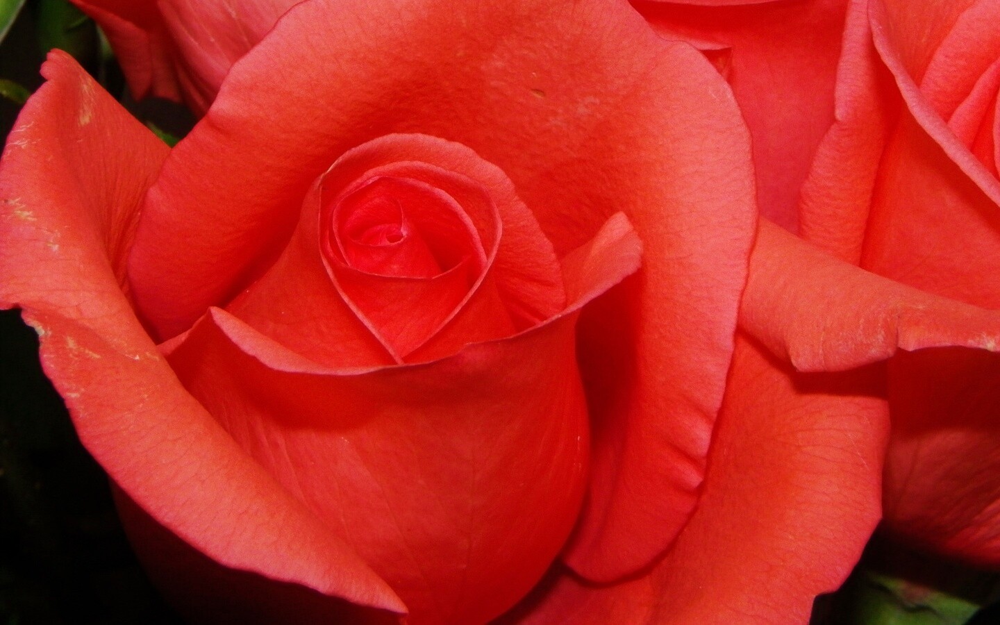 Бутон розы обои