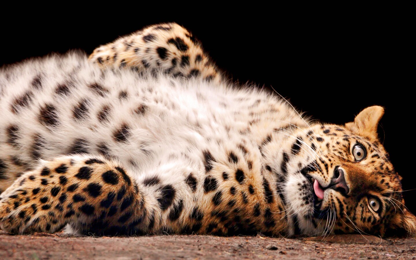 Большая пятнистая кошечка обои