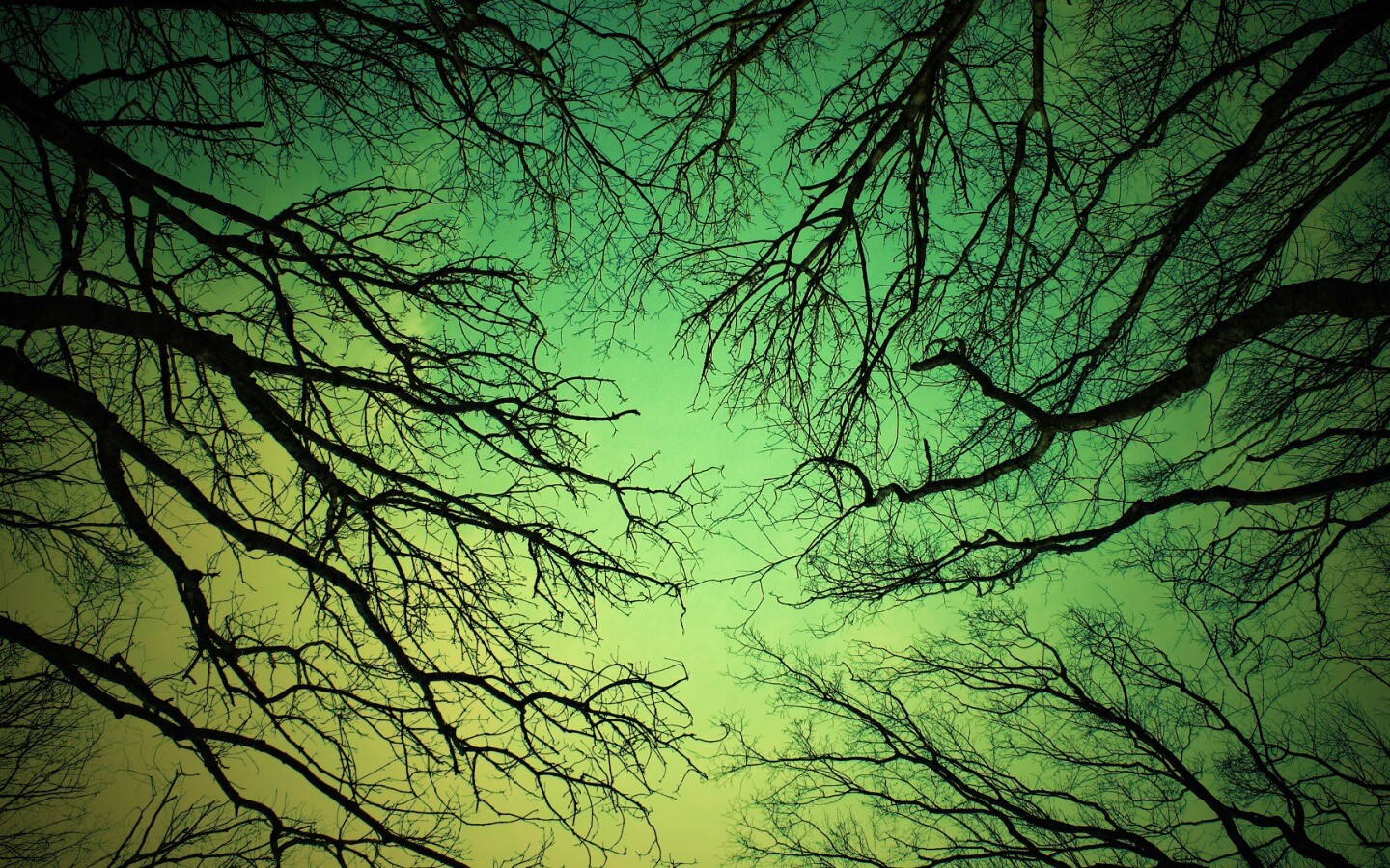 Голые кроны деревьев на фоне неба обои