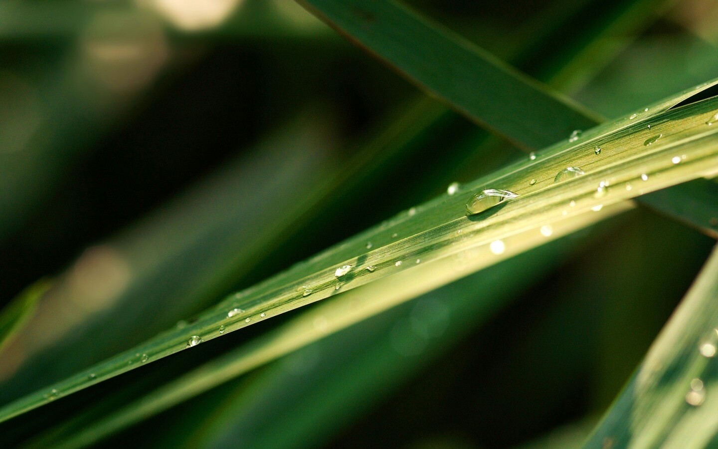 Капли росы на листе обои