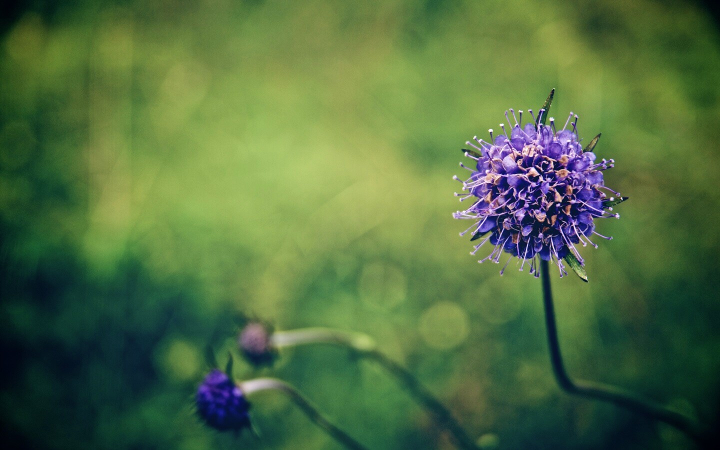 Цветок в макро обои