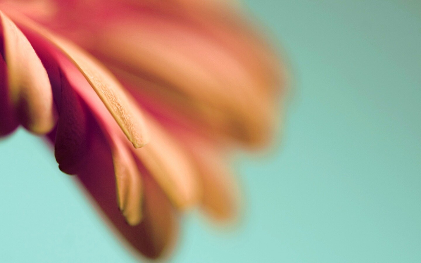 Лепестки цветка в макро обои
